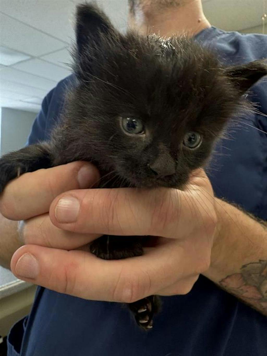 Mister Saturday, a 8 weeks old Black Male Domestic Medium Hair Kitten