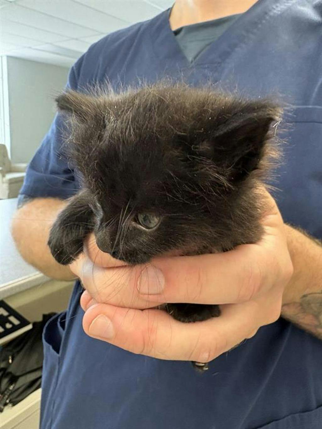 Mister Saturday, a 8 weeks old Black Male Domestic Medium Hair Kitten