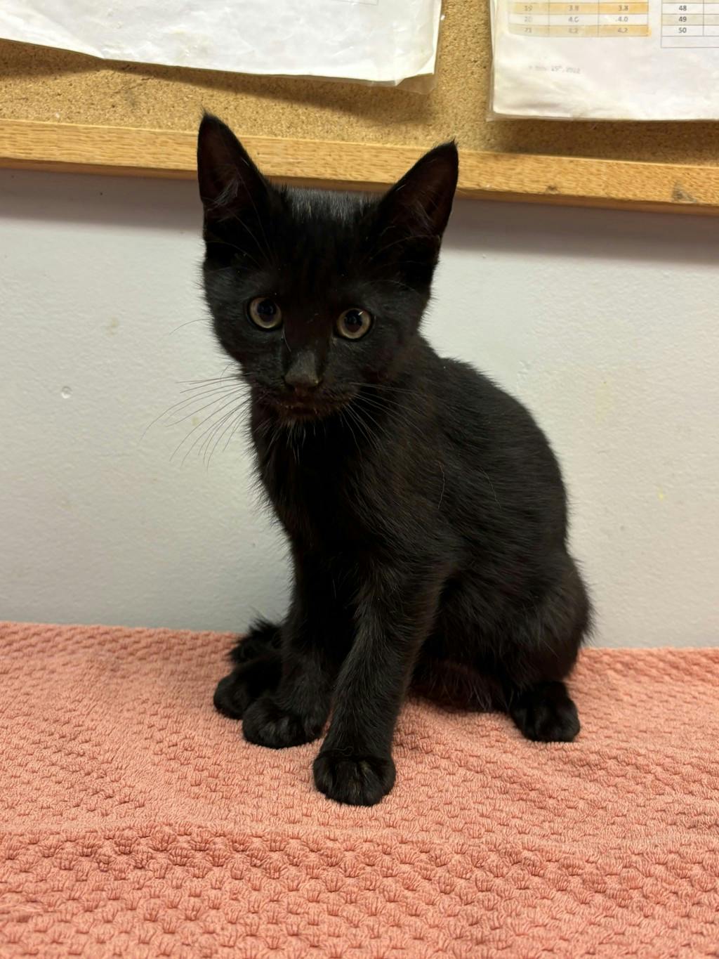 Blonda, a 3 months old Black Female Domestic Short Hair Kitten