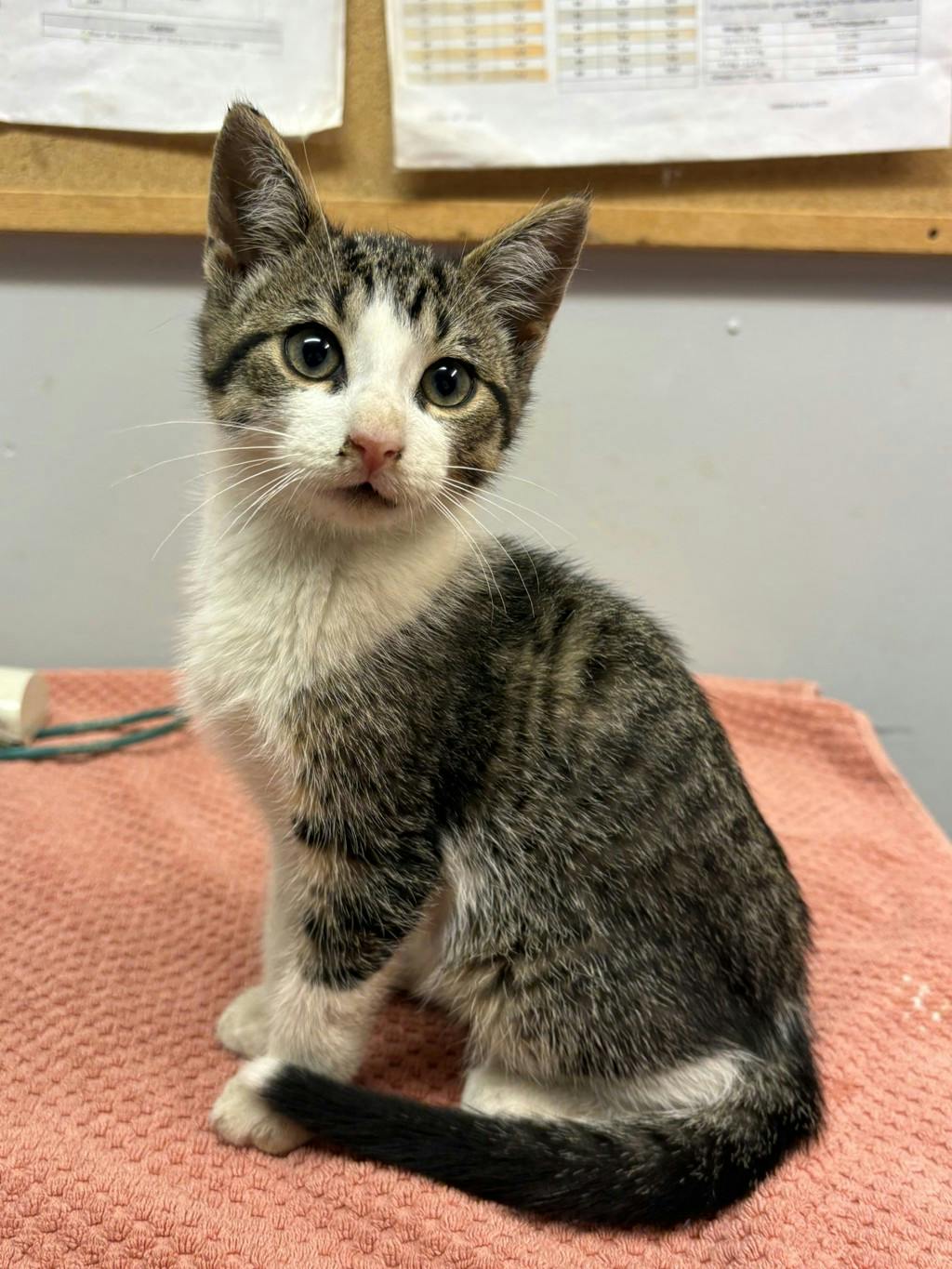 Cosmo, a 3 months old Brown Tabby Male Domestic Short Hair Kitten