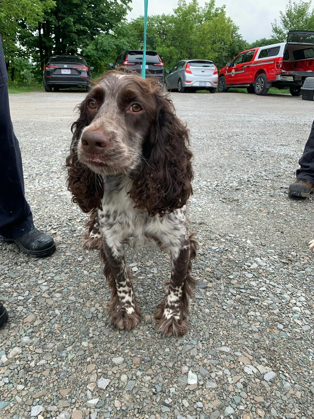 English Springer Spaniel