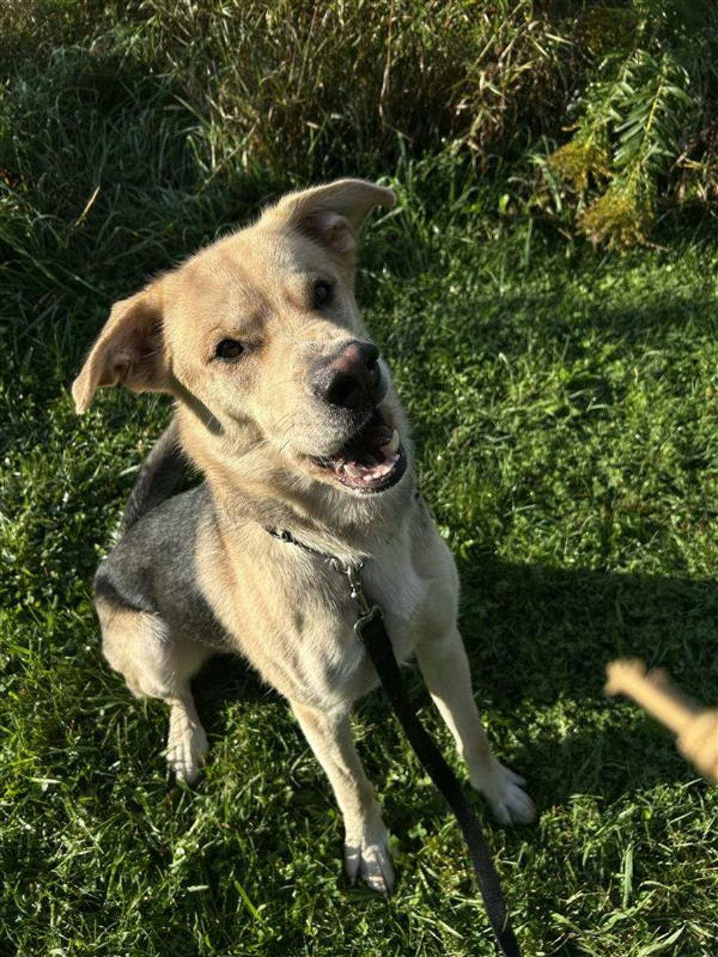 Poseidon, a 1 year and 7 months old Tan Male Labrador Retriever Dog