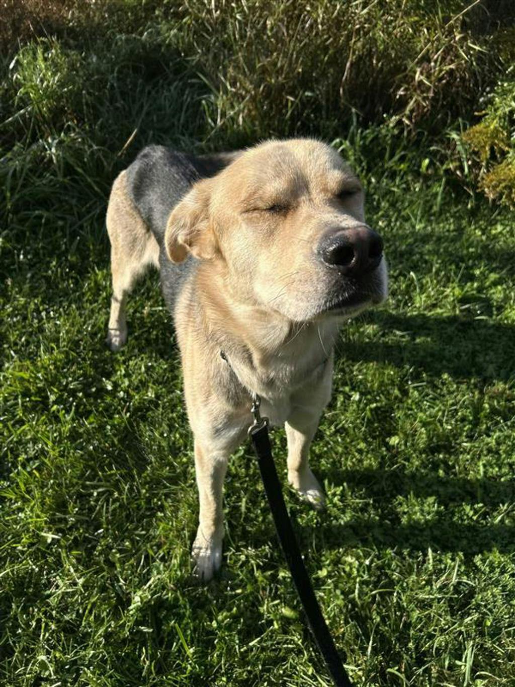 Poseidon, a 1 year and 7 months old Tan Male Labrador Retriever Dog