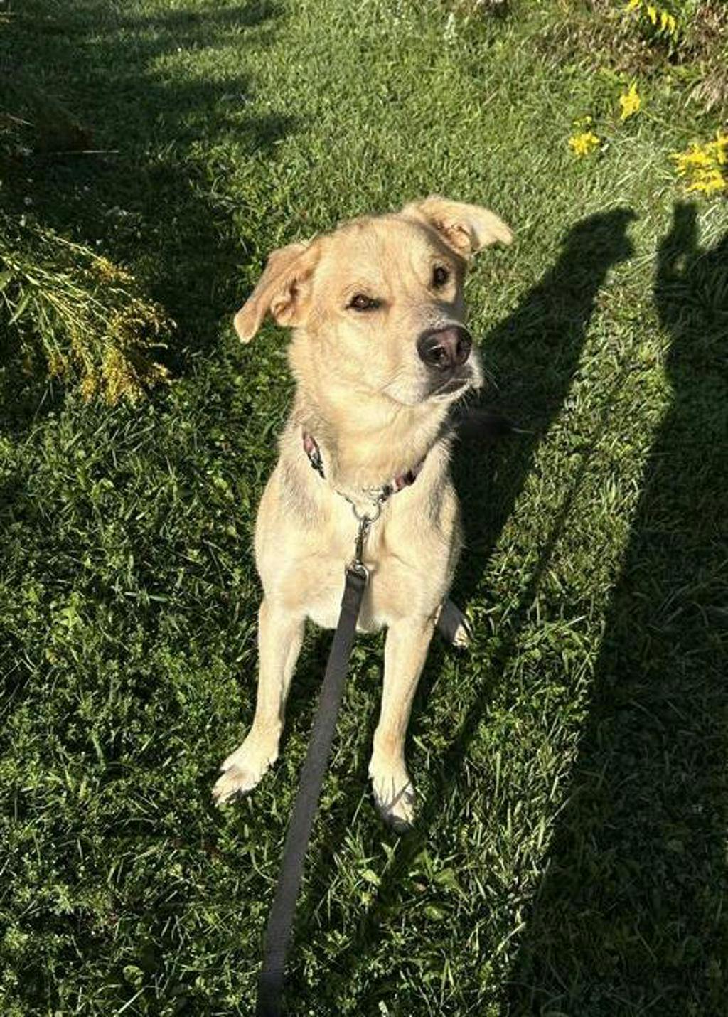 Poseidon, a 1 year and 7 months old Tan Male Labrador Retriever Dog