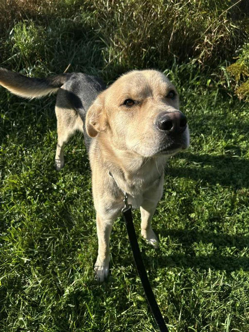 Poseidon, a 1 year and 7 months old Tan Male Labrador Retriever Dog