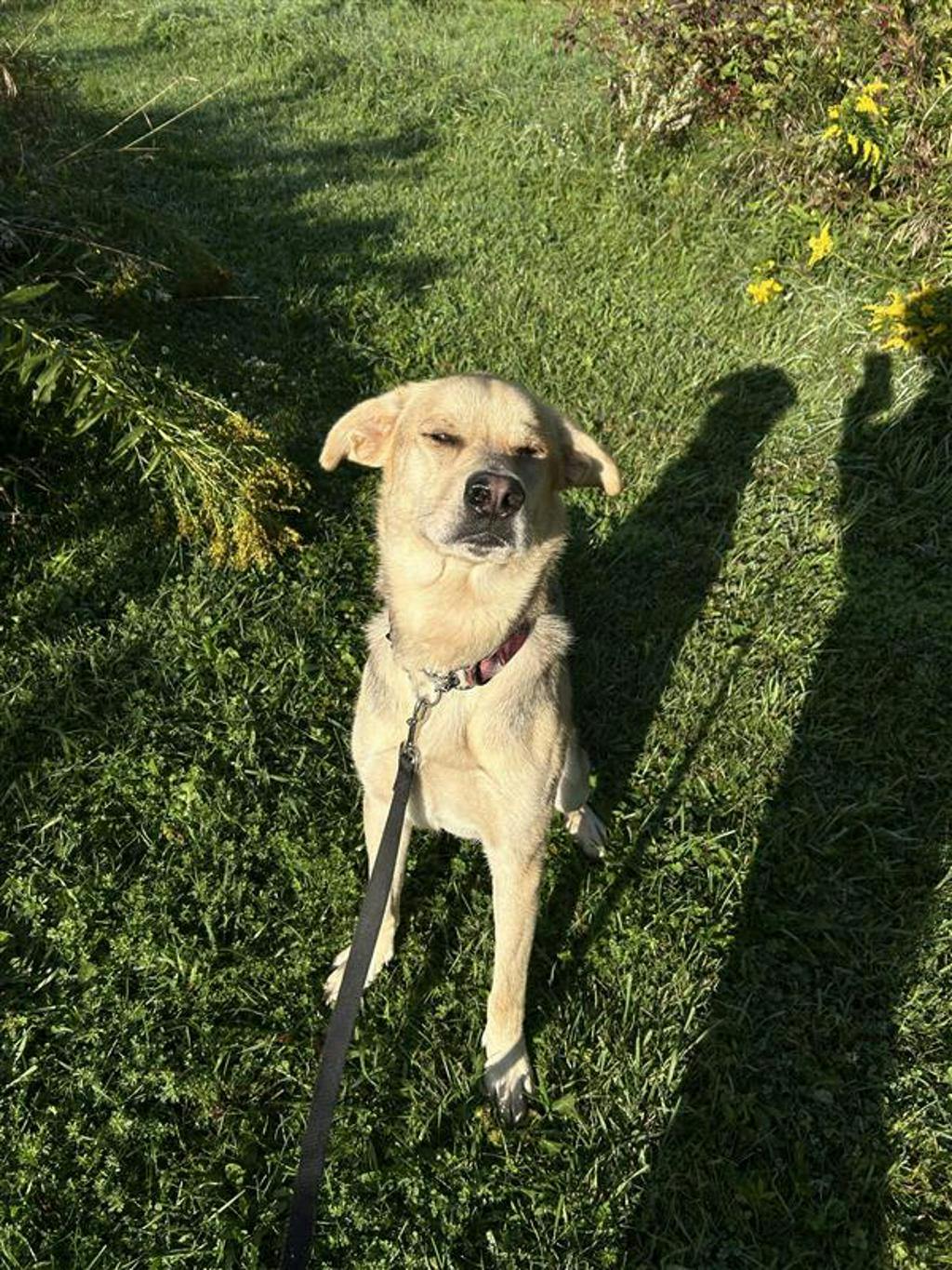 Poseidon, a 1 year and 7 months old Tan Male Labrador Retriever Dog