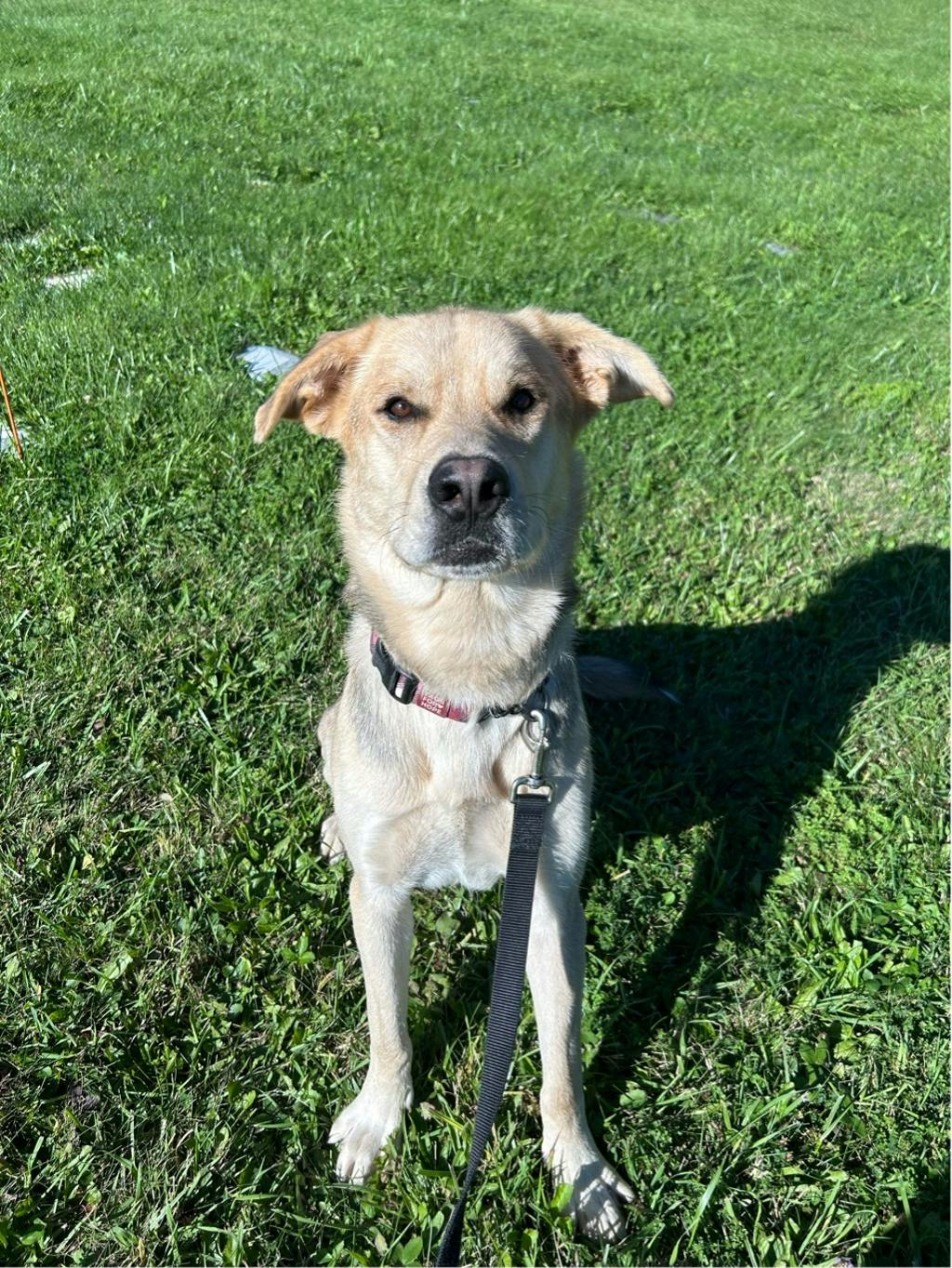 Poseidon, a 1 year and 7 months old Tan Male Labrador Retriever Dog