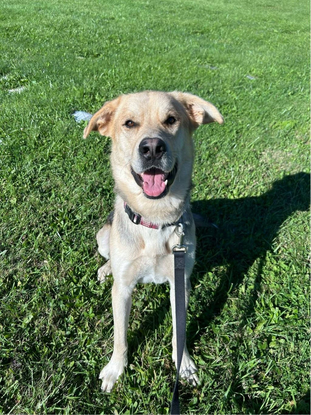 Poseidon, a 1 year and 7 months old Tan Male Labrador Retriever Dog
