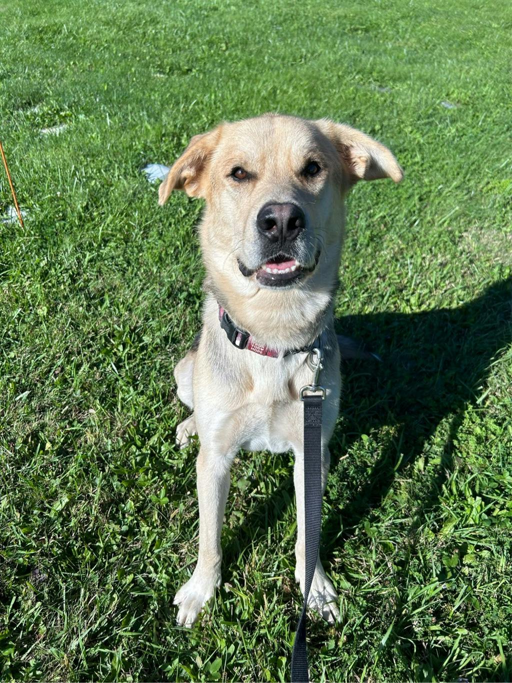Poseidon, a 1 year and 7 months old Tan Male Labrador Retriever Dog