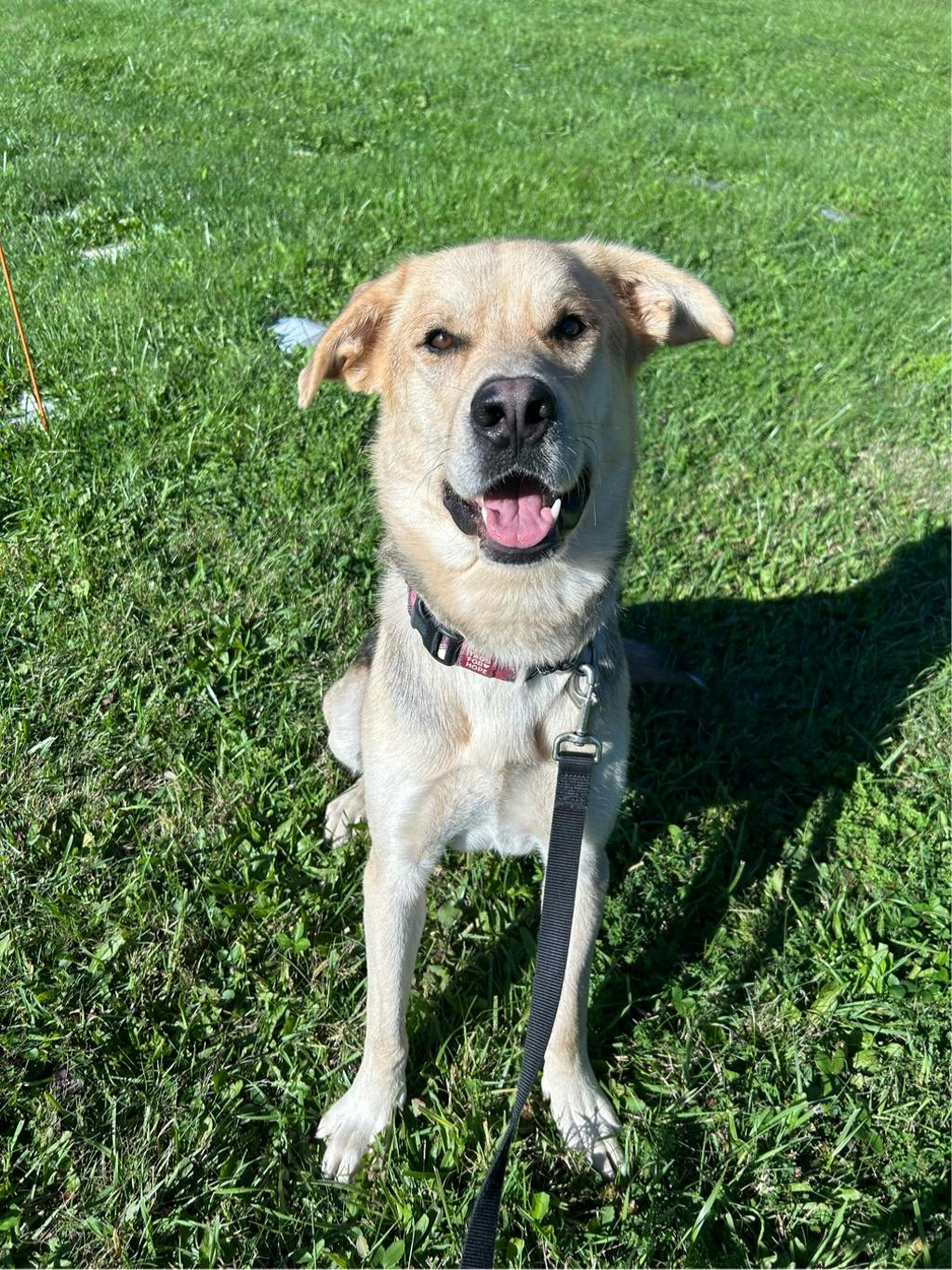 Poseidon, a 1 year and 7 months old Tan Male Labrador Retriever Dog