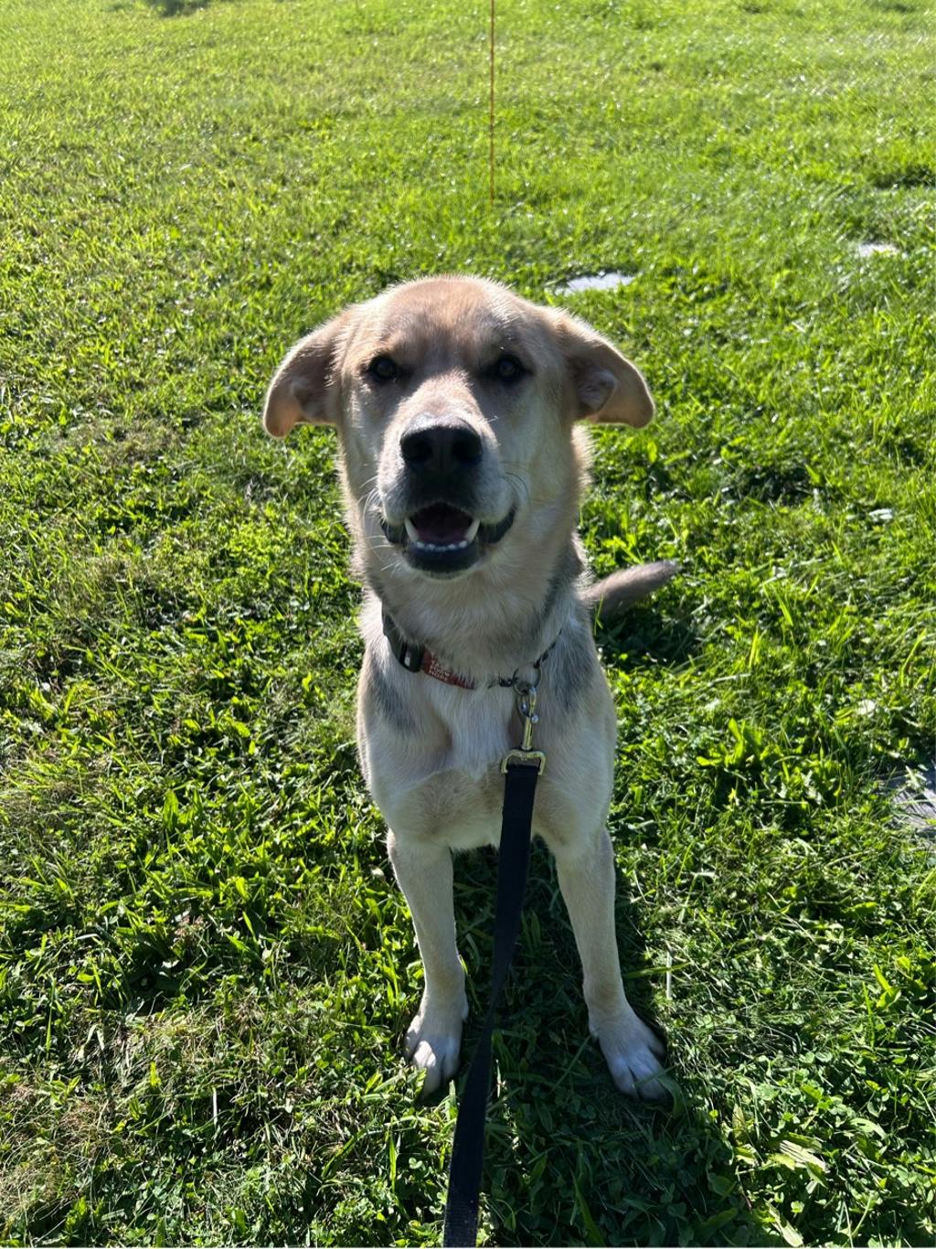 Poseidon, a 1 year and 7 months old Tan Male Labrador Retriever Dog