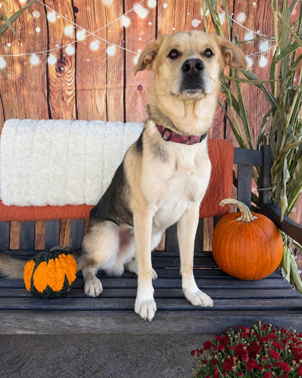 Poseidon, a 1 year and 7 months old Tan Male Labrador Retriever Dog