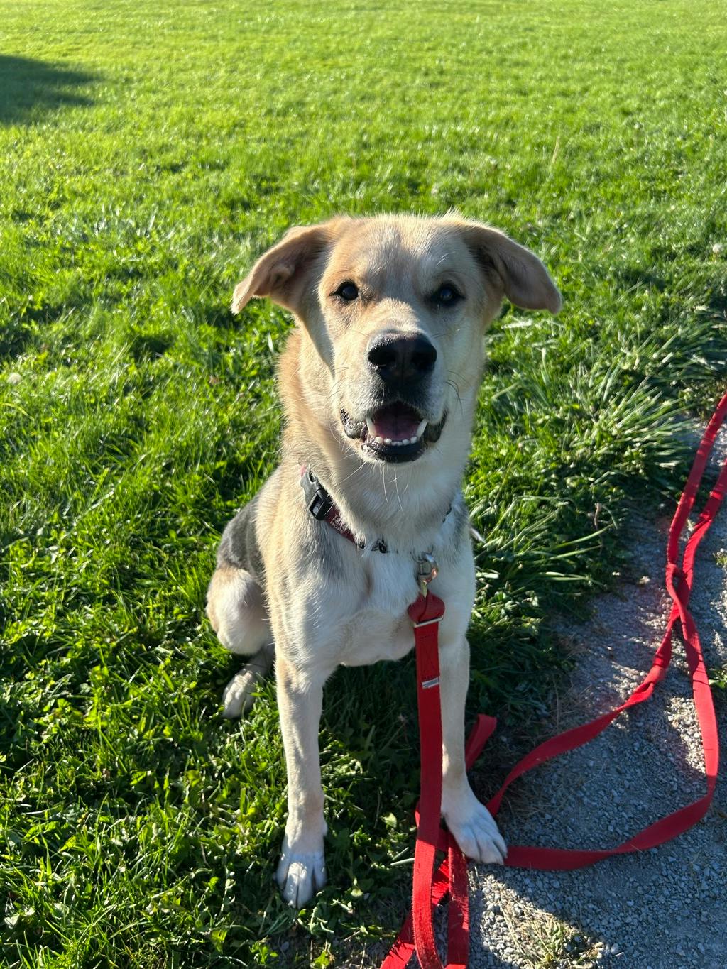 Poseidon, a 1 year and 7 months old Tan Male Labrador Retriever Dog