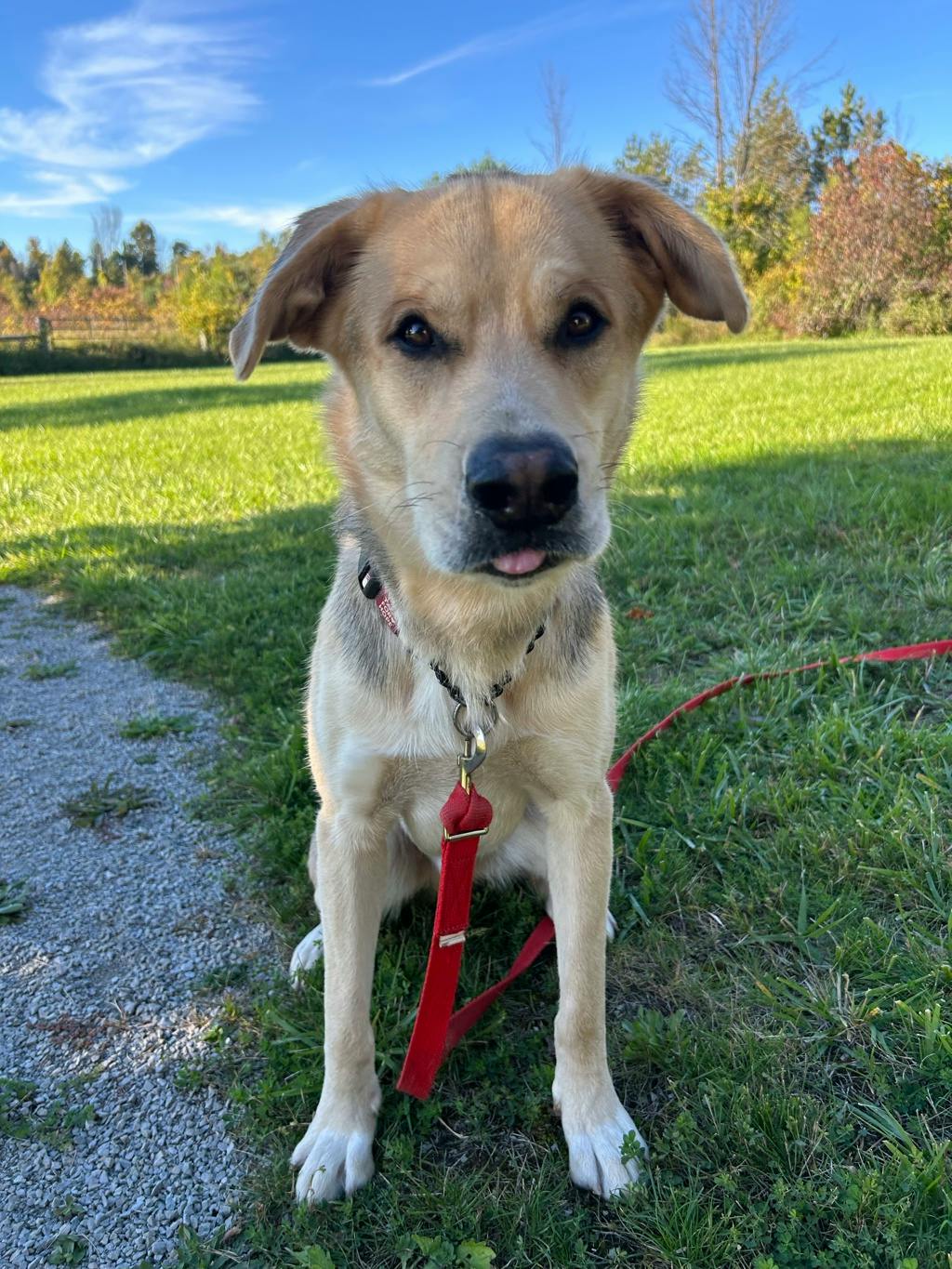 Poseidon, a 1 year and 7 months old Tan Male Labrador Retriever Dog