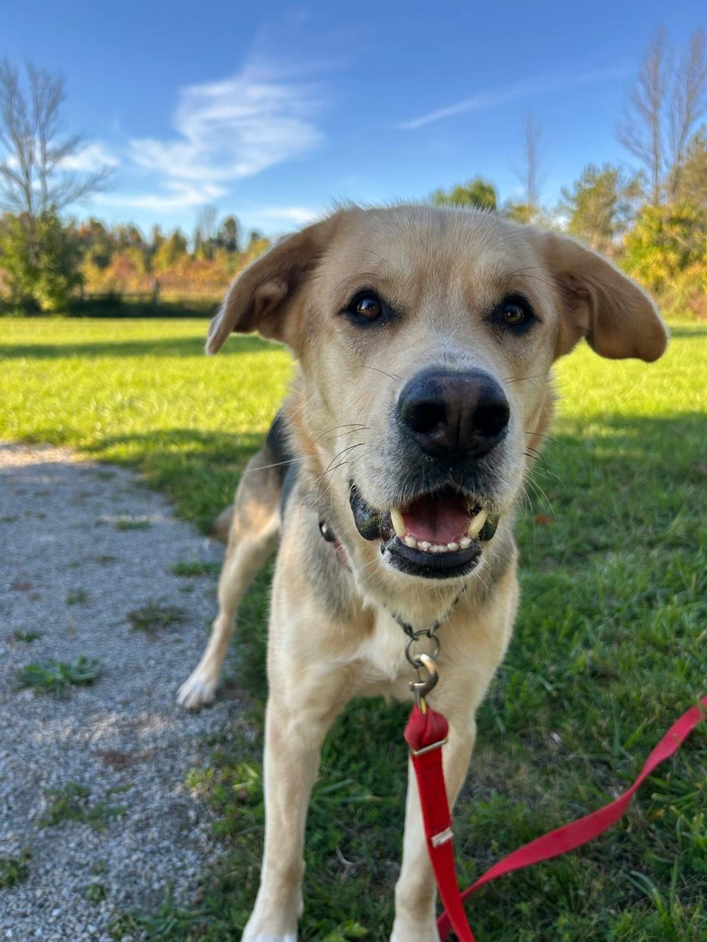 Poseidon, a 1 year and 7 months old Tan Male Labrador Retriever Dog