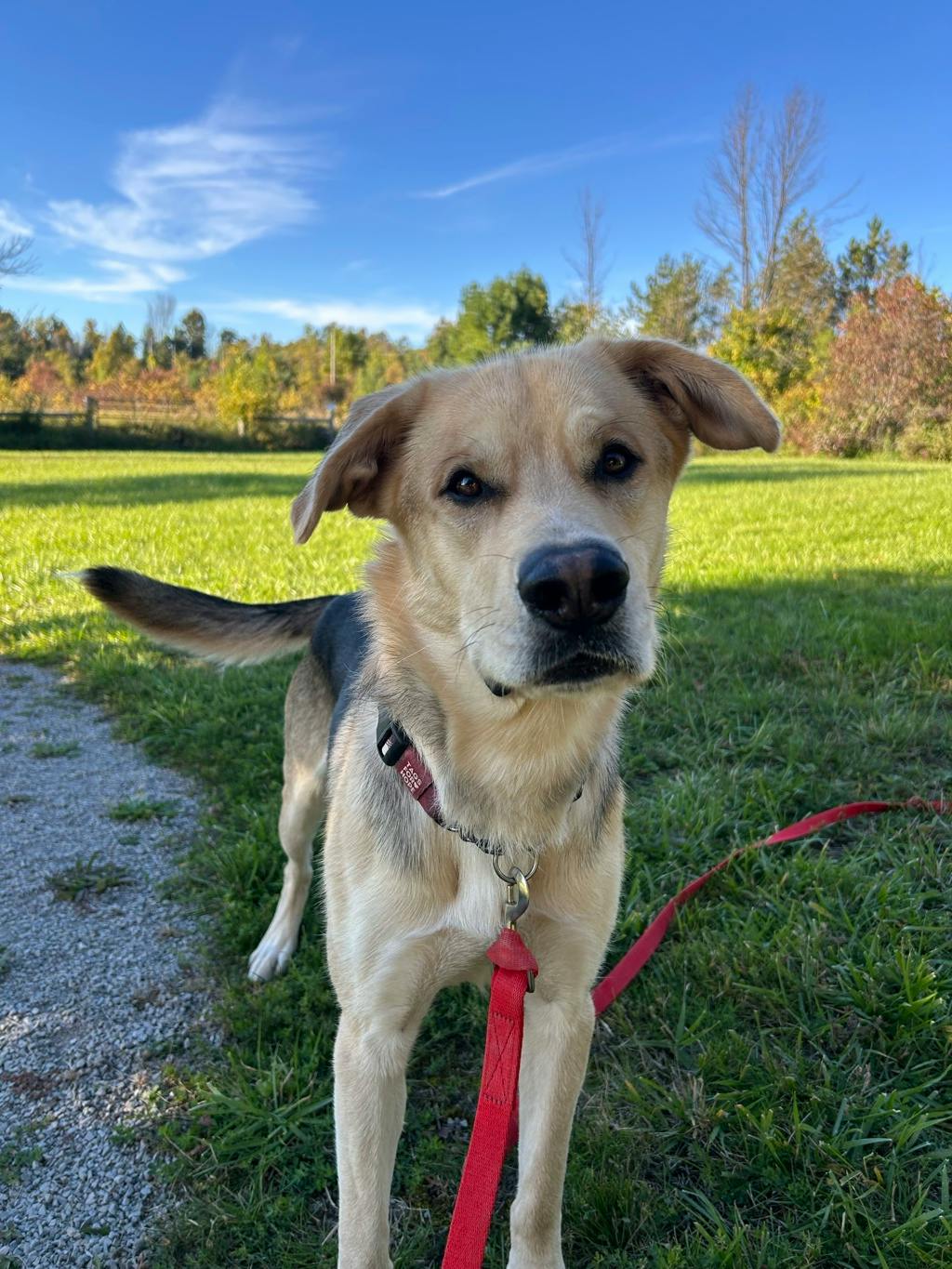Poseidon, a 1 year and 7 months old Tan Male Labrador Retriever Dog