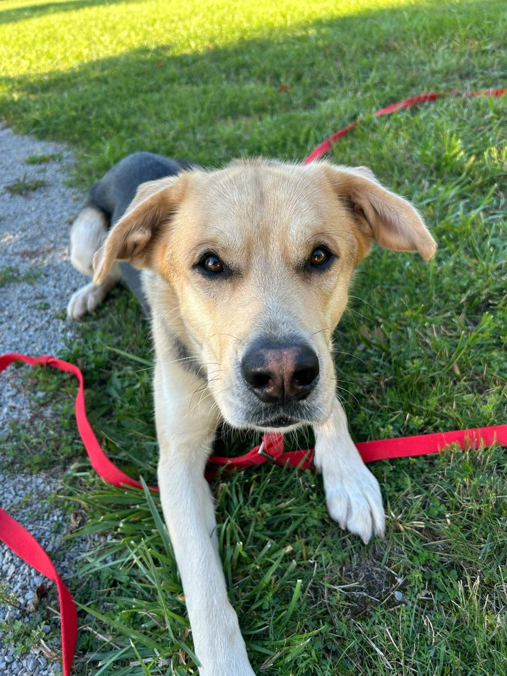 Poseidon, a 1 year and 7 months old Tan Male Labrador Retriever Dog