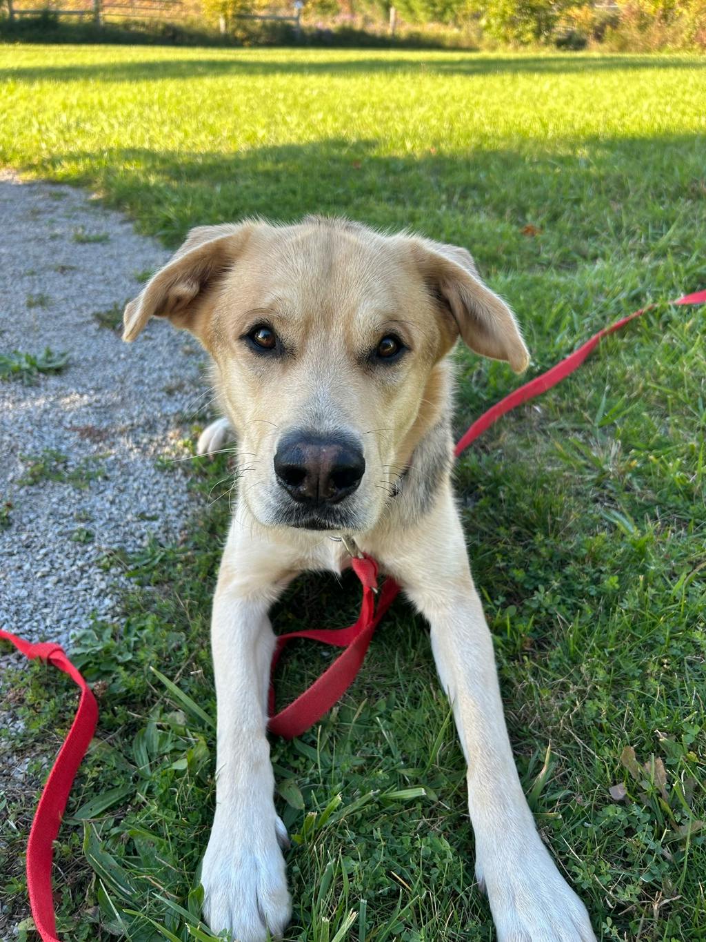 Poseidon, a 1 year and 7 months old Tan Male Labrador Retriever Dog