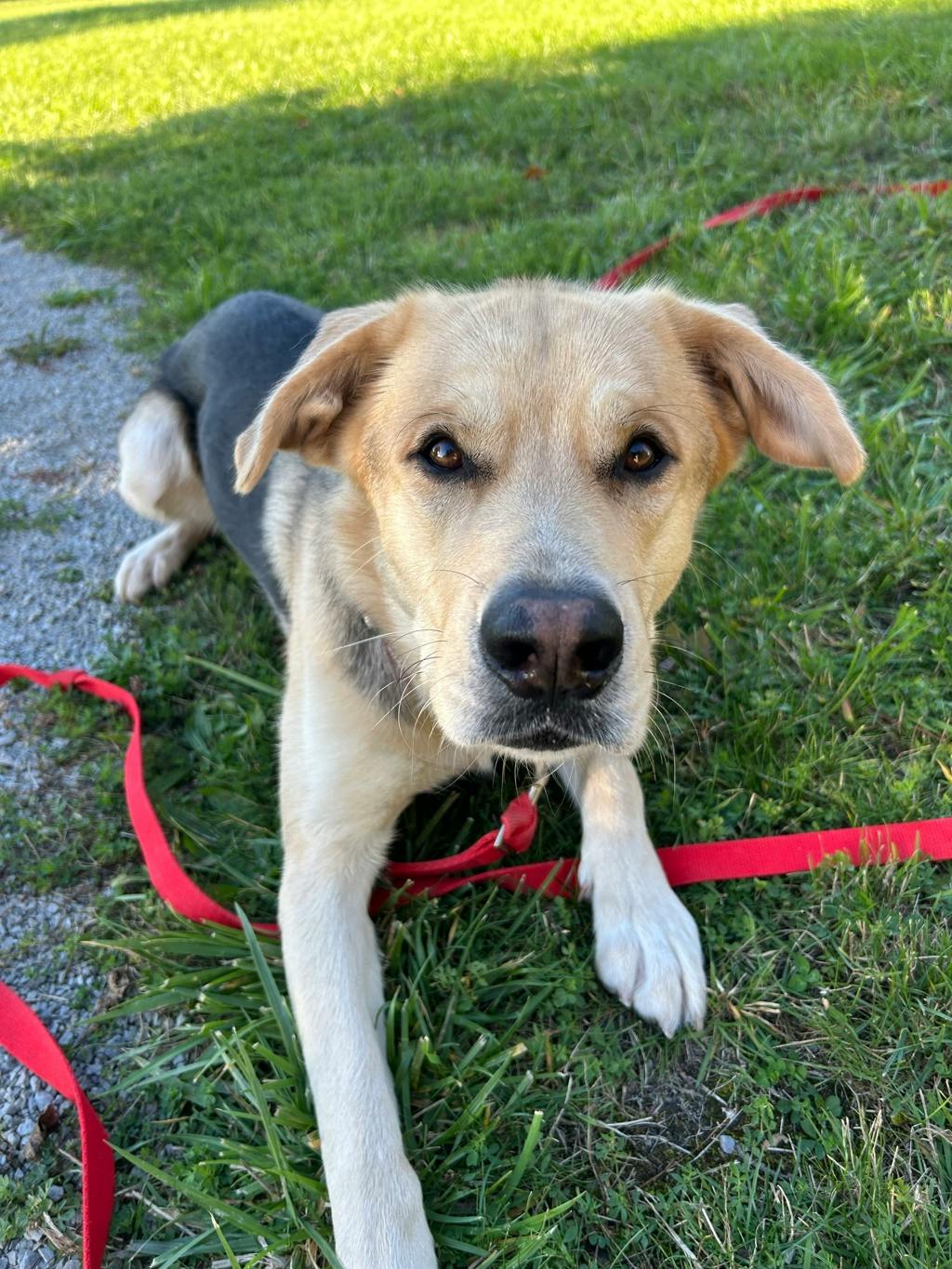 Poseidon, a 1 year and 7 months old Tan Male Labrador Retriever Dog