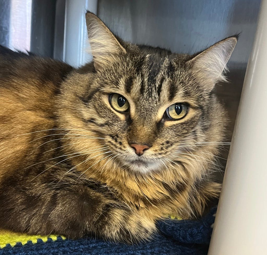 Ruby, a 7 years old Brown Female Domestic Longhair Cat