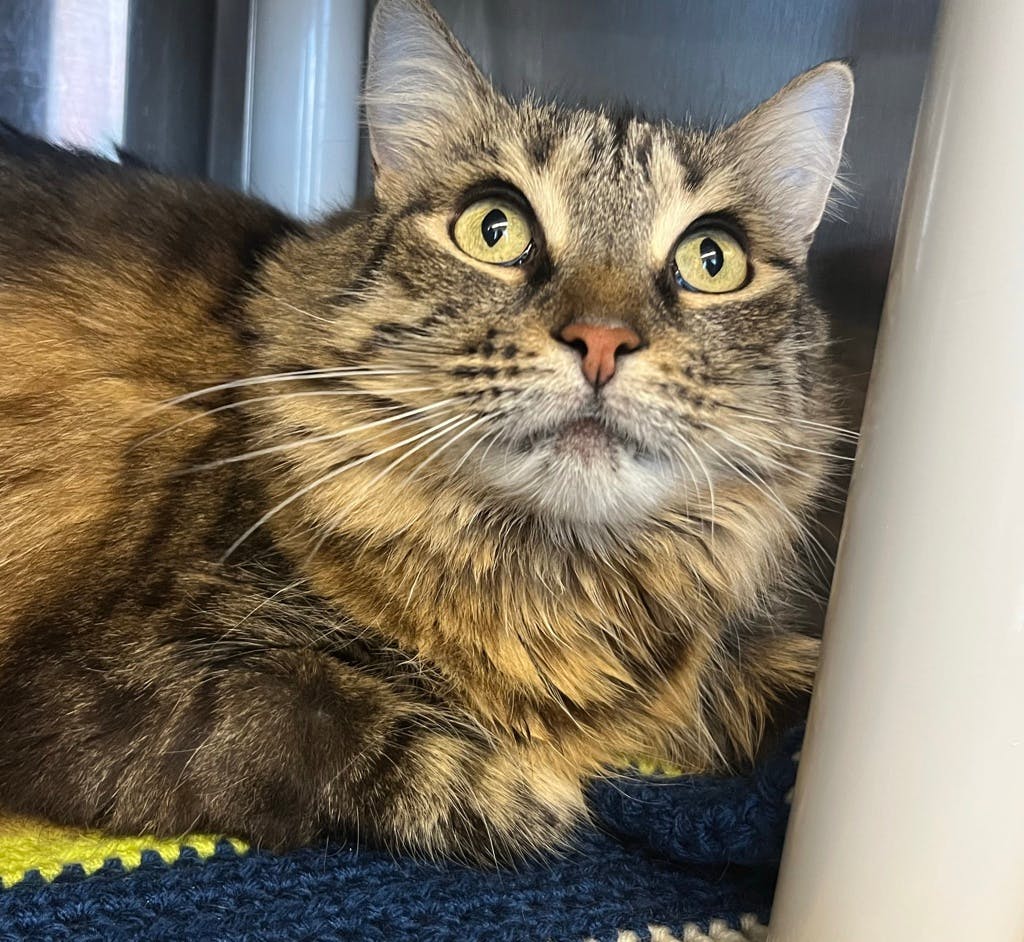 Ruby, a 7 years old Brown Female Domestic Longhair Cat