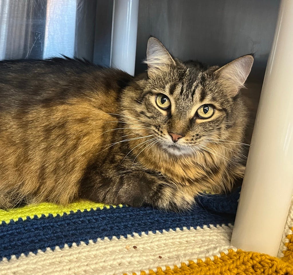 Ruby, a 7 years old Brown Female Domestic Longhair Cat