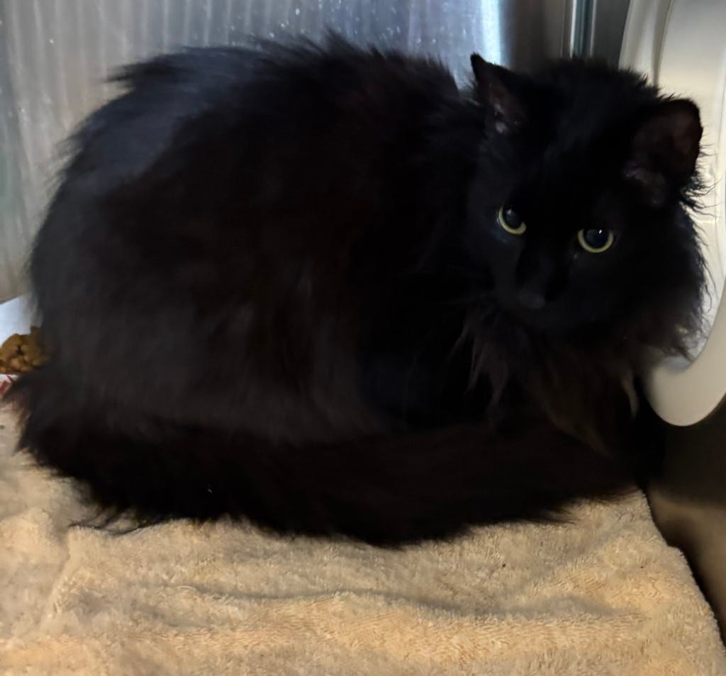 Blue, a 5 years old Black Male Domestic Longhair Cat