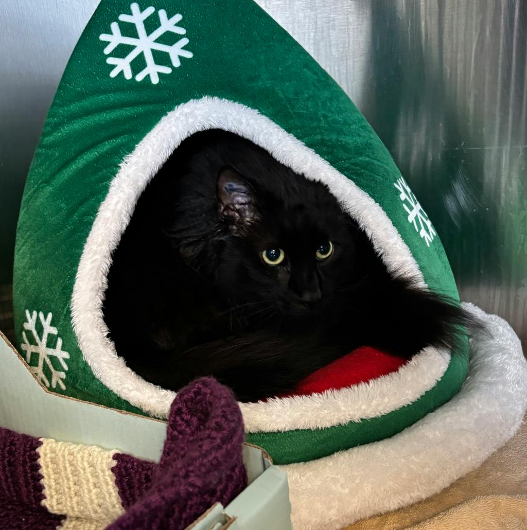 Blue, a 5 years old Black Male Domestic Longhair Cat