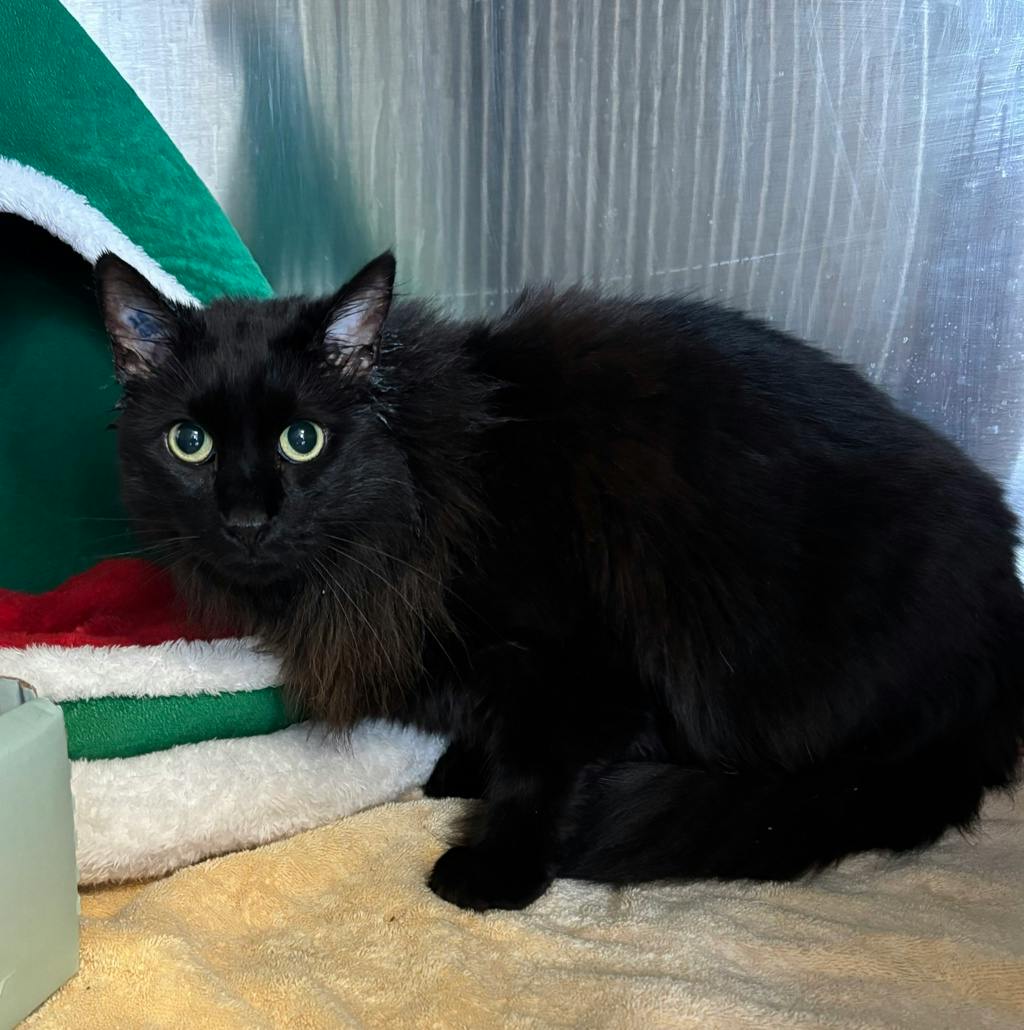 Blue, a 5 years old Black Male Domestic Longhair Cat