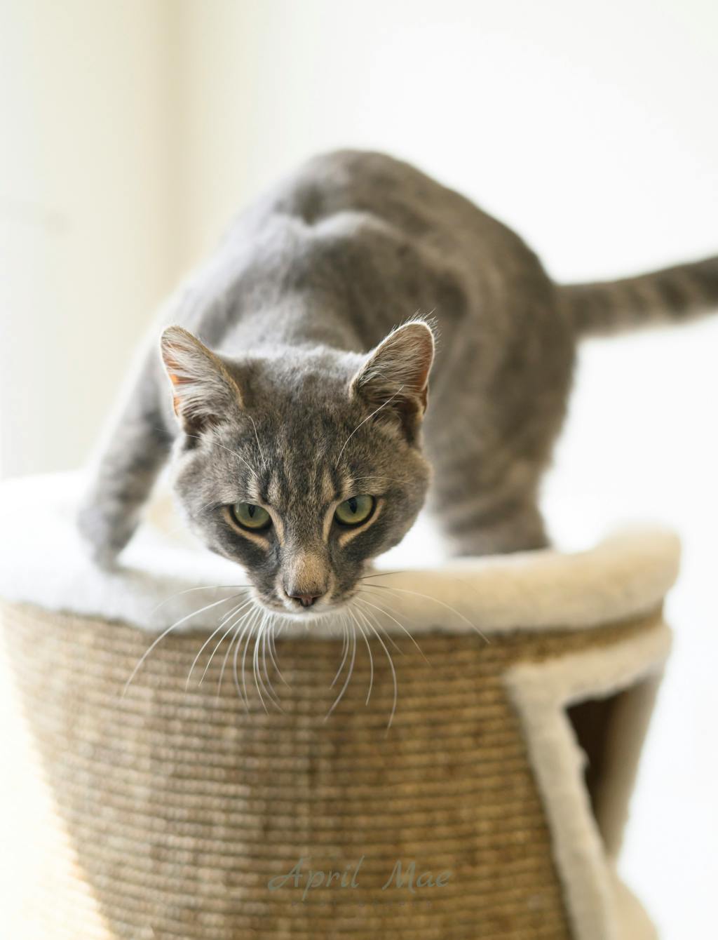 Puddles, a 1 year and 5 months old Grey Tabby Male Domestic Short Hair Cat