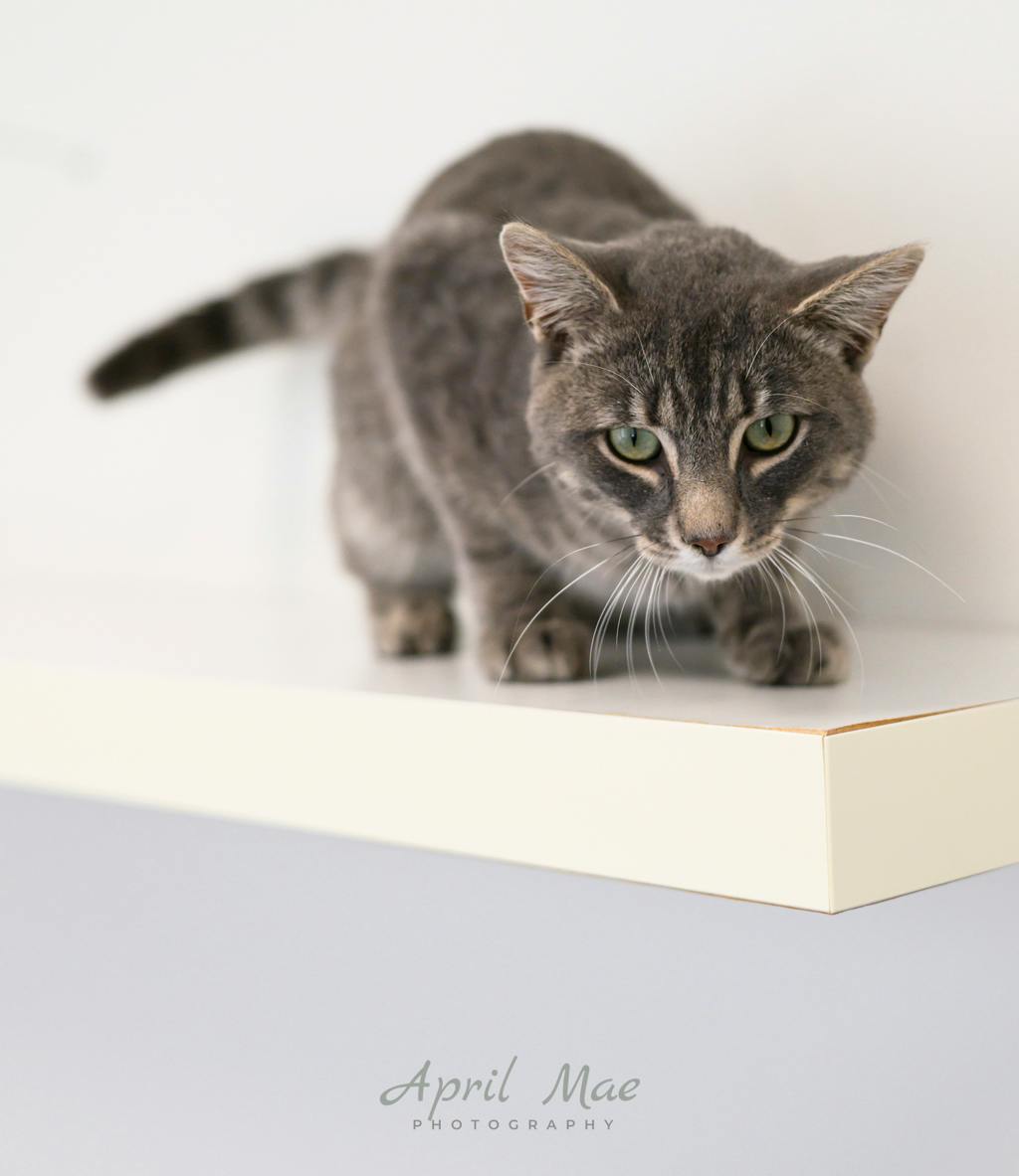 Puddles, a 1 year and 5 months old Grey Tabby Male Domestic Short Hair Cat