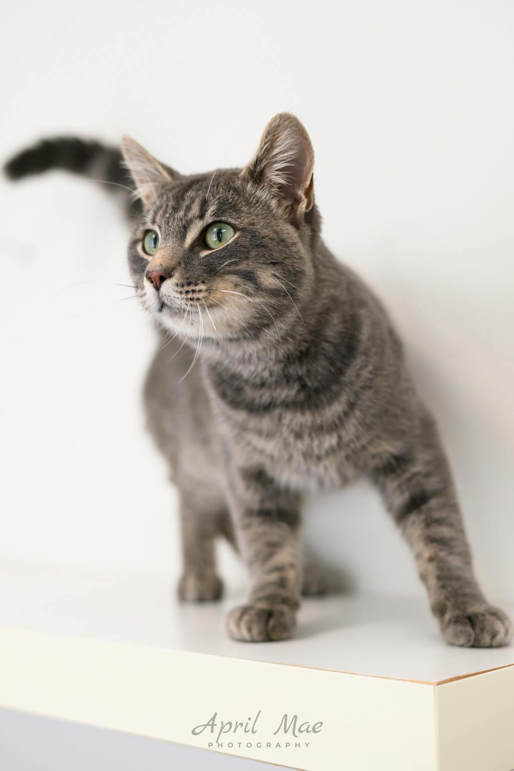 Puddles, a 1 year and 5 months old Grey Tabby Male Domestic Short Hair Cat