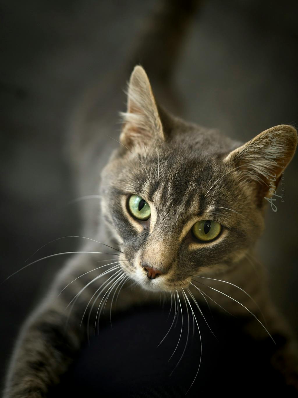 Puddles, a 1 year and 5 months old Grey Tabby Male Domestic Short Hair Cat