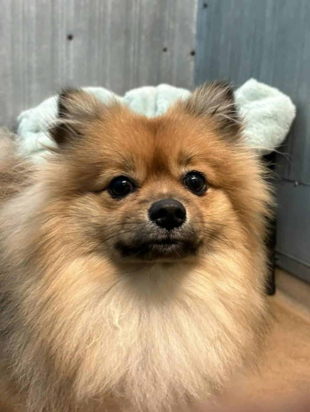 Eddy, a 1 year and 8 months old Red Male Pomeranian Dog