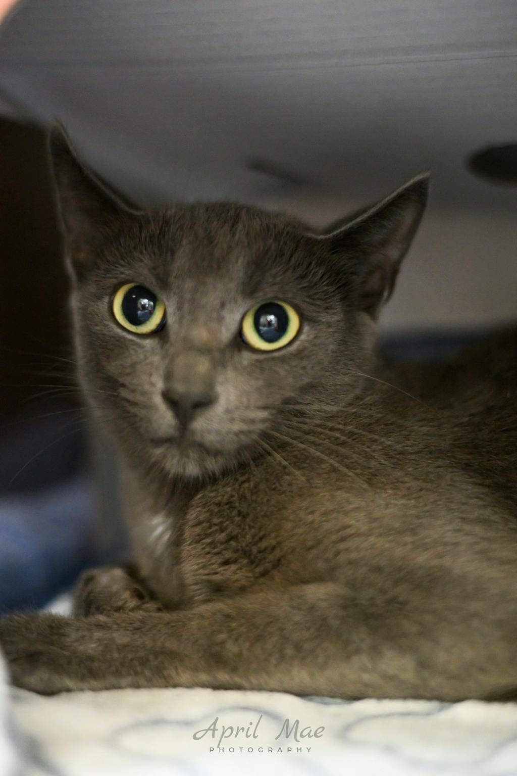 Smokey, a 1 year old Grey Female Domestic Short Hair Cat
