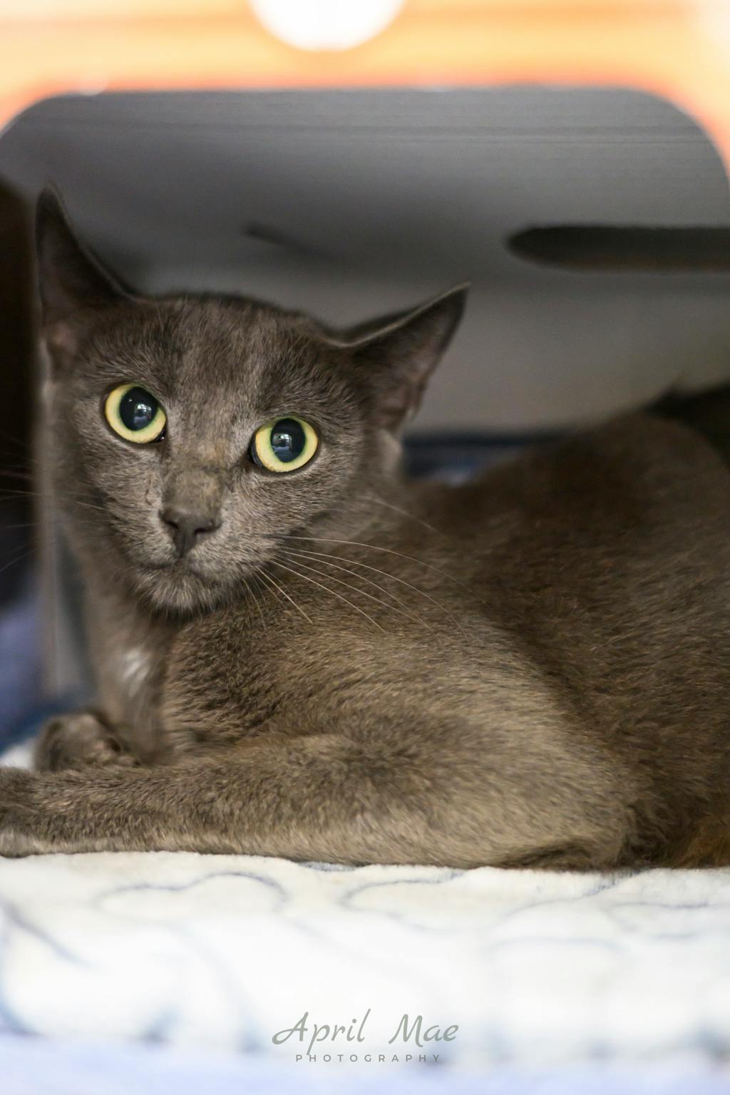 Smokey, a 1 year old Grey Female Domestic Short Hair Cat