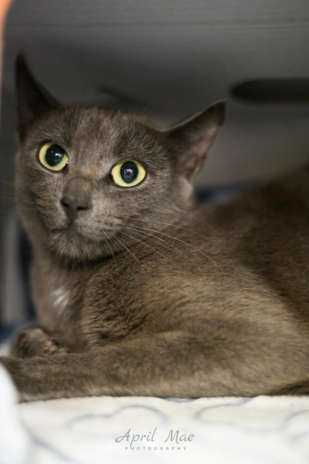 Smokey, a 1 year old Grey Female Domestic Short Hair Cat