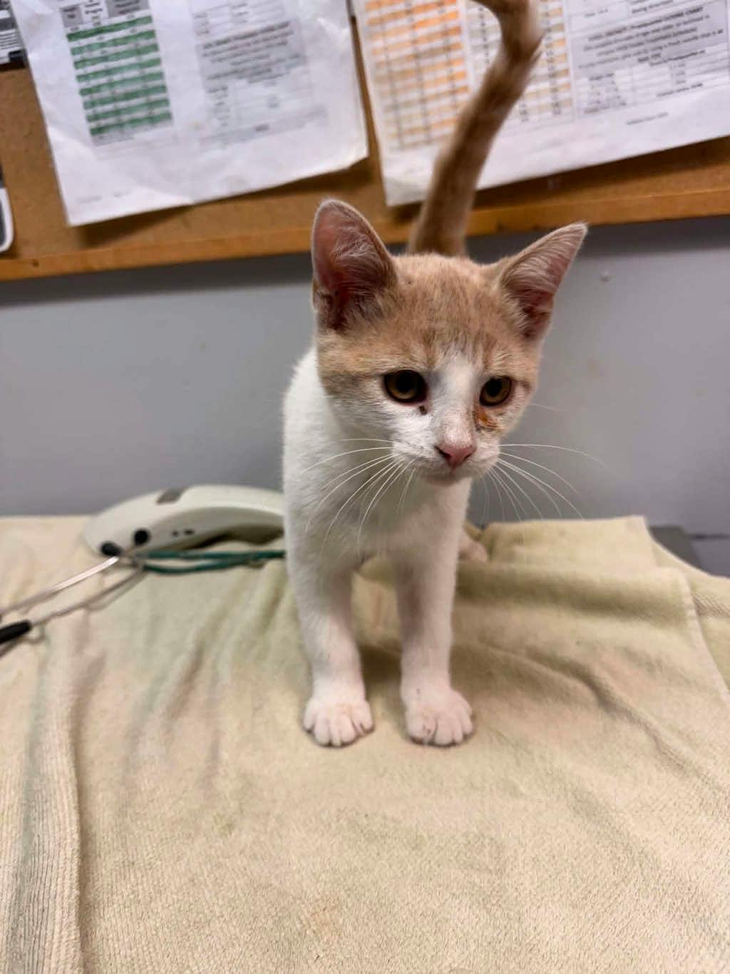 Anderson (petsmart Cornwall), a 4 months old White Male Domestic Short Hair Kitten