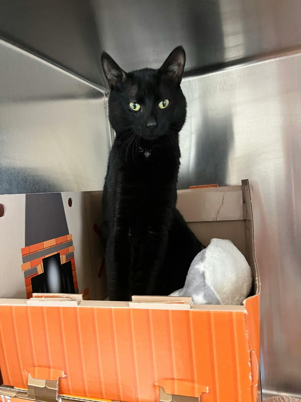 Binx, a 1 year and 1 month old Black Male Domestic Short Hair Cat