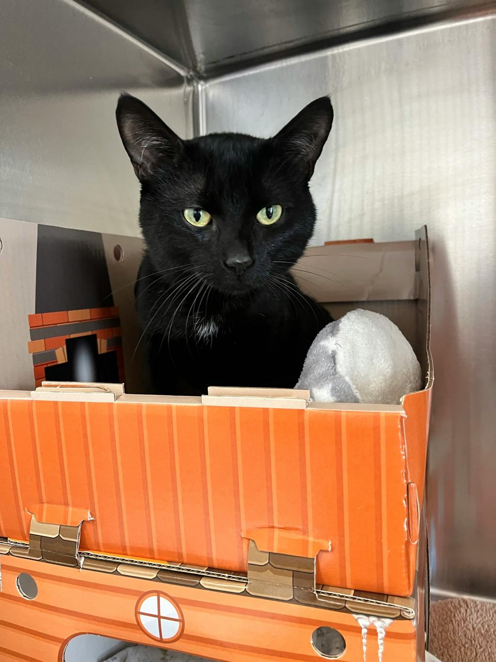 Binx, a 1 year and 1 month old Black Male Domestic Short Hair Cat
