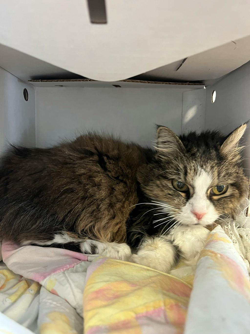 Missy (seneca), a 12 years old Brown Female Domestic Short Hair Cat