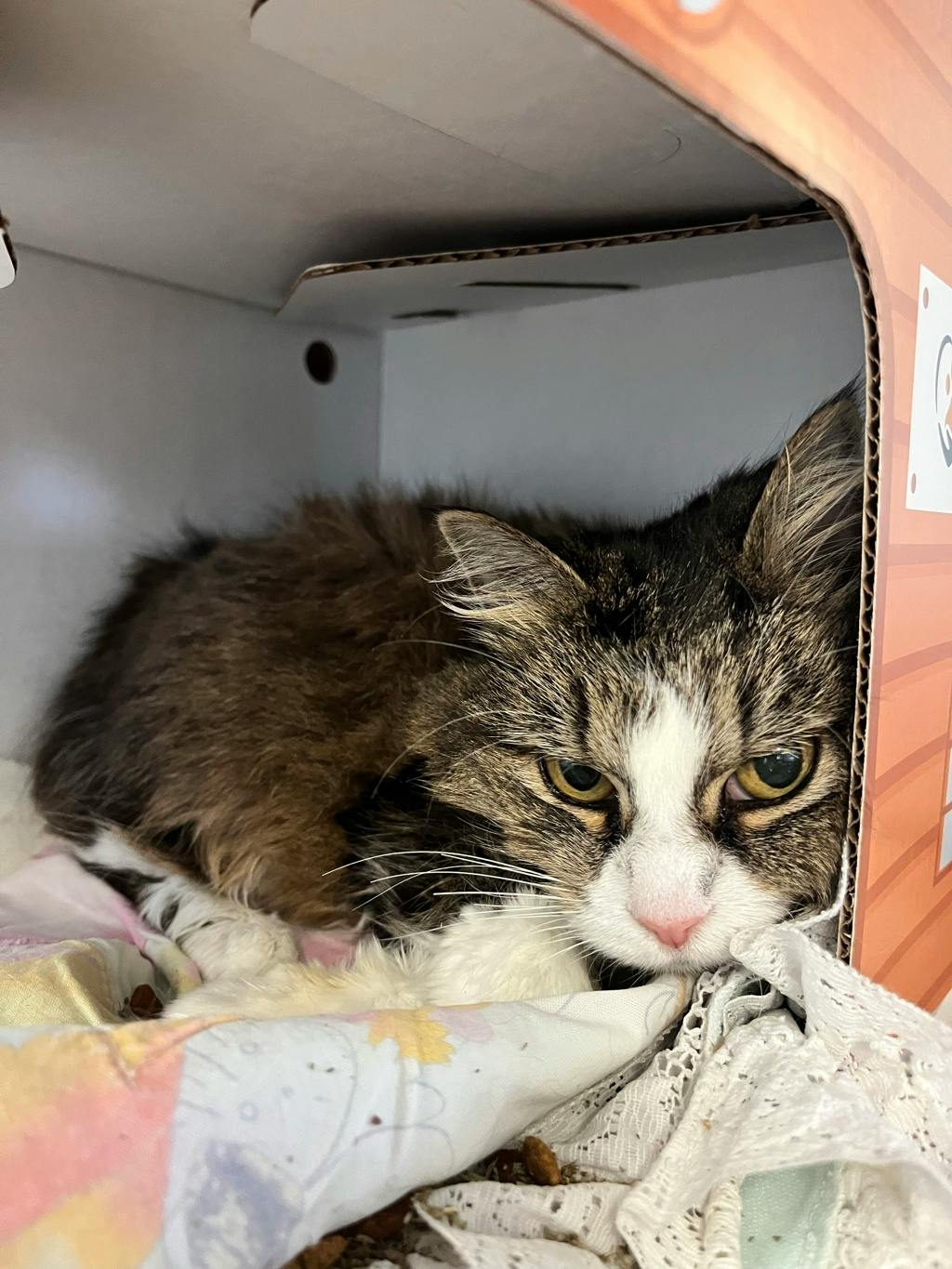 Missy (seneca), a 12 years old Brown Female Domestic Short Hair Cat