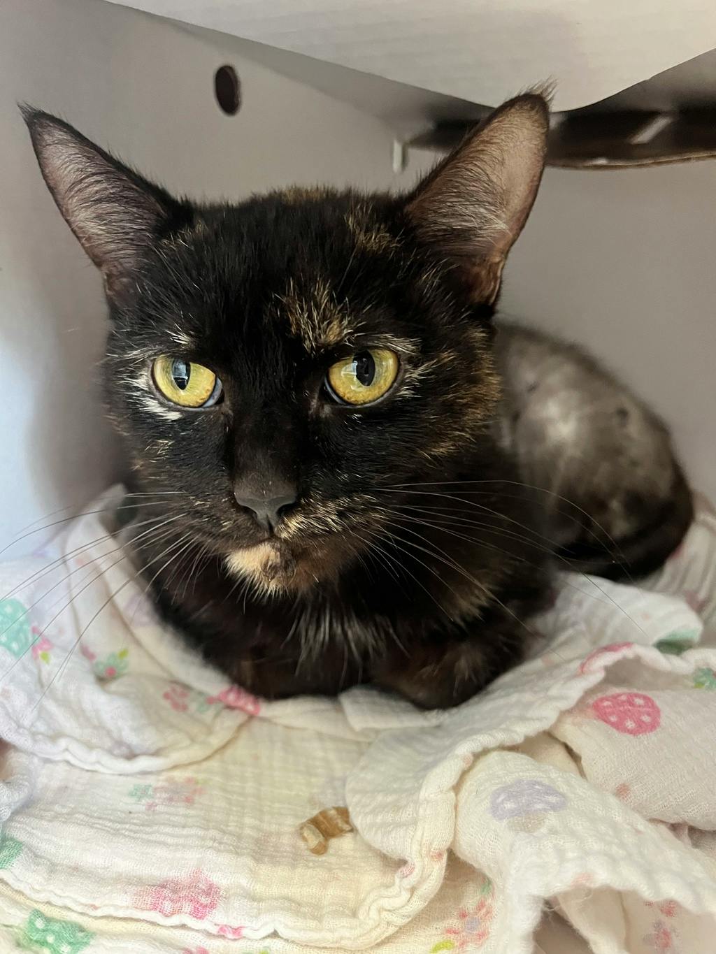 Melba, a 4 years and 1 month old Tortoiseshell Female Domestic Short Hair Cat