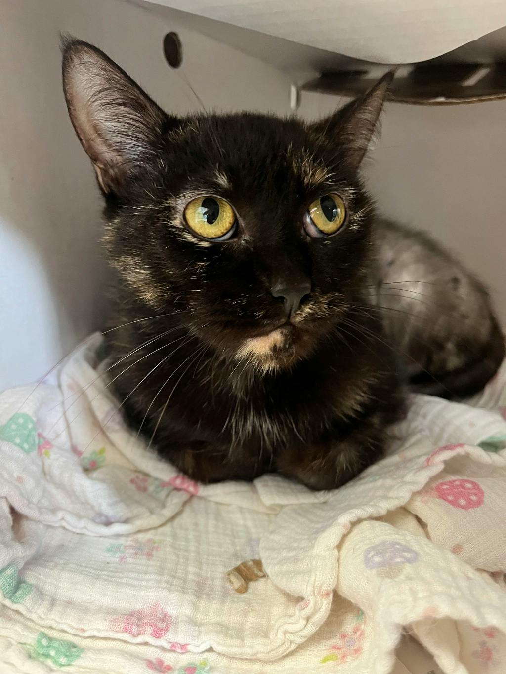Melba, a 4 years and 1 month old Tortoiseshell Female Domestic Short Hair Cat