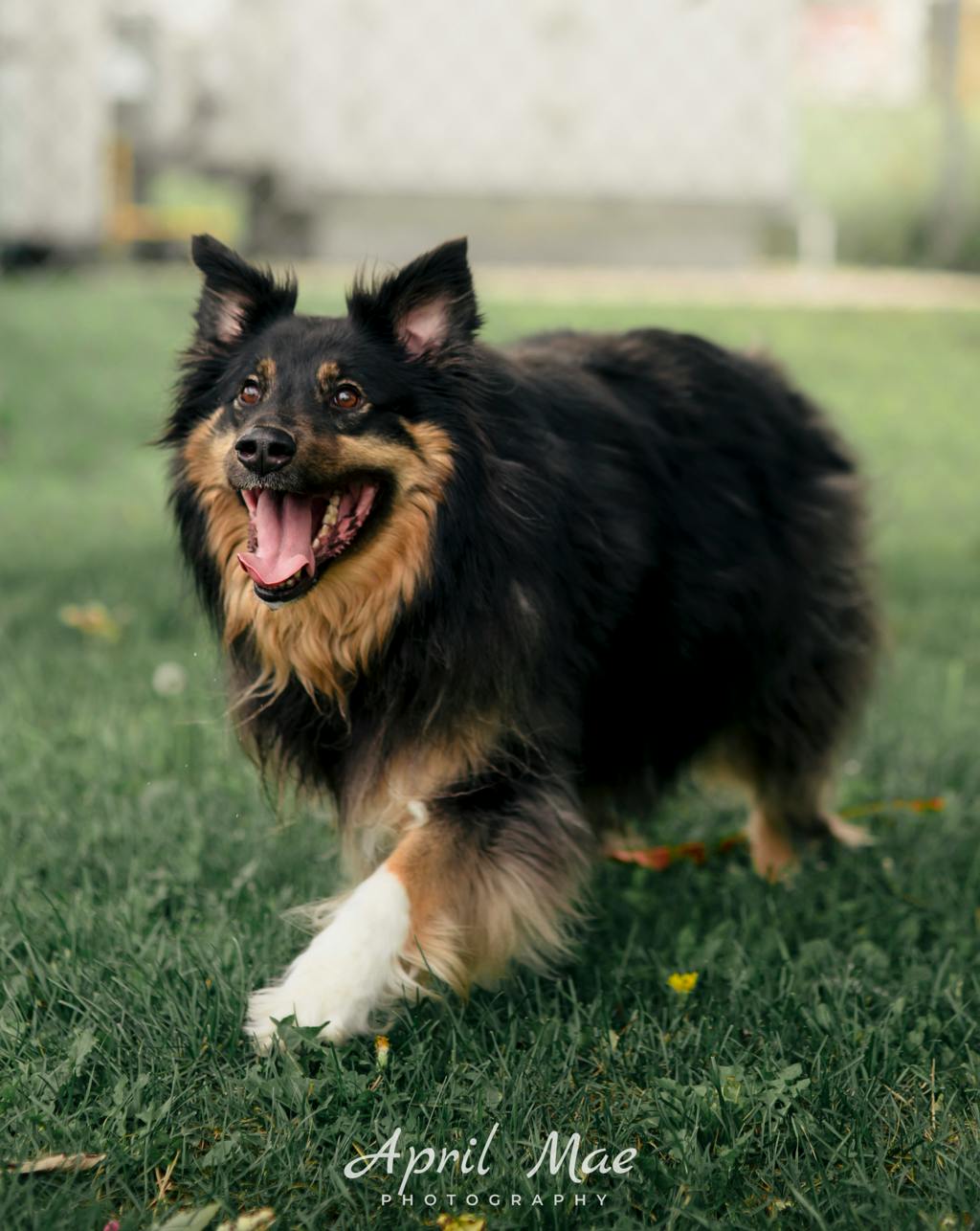 Max, a 3 years and 7 months old Black Male Australian Shepherd Dog