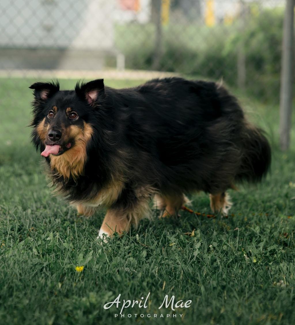 Max, a 3 years and 7 months old Black Male Australian Shepherd Dog
