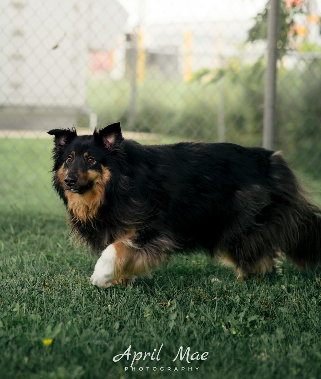Max, a 3 years and 7 months old Black Male Australian Shepherd Dog
