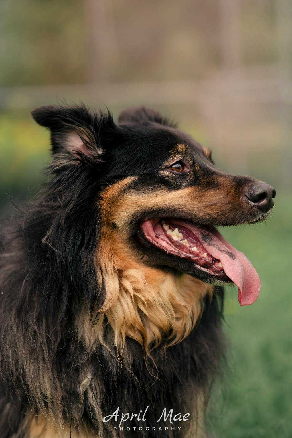 Max, a 3 years and 7 months old Black Male Australian Shepherd Dog