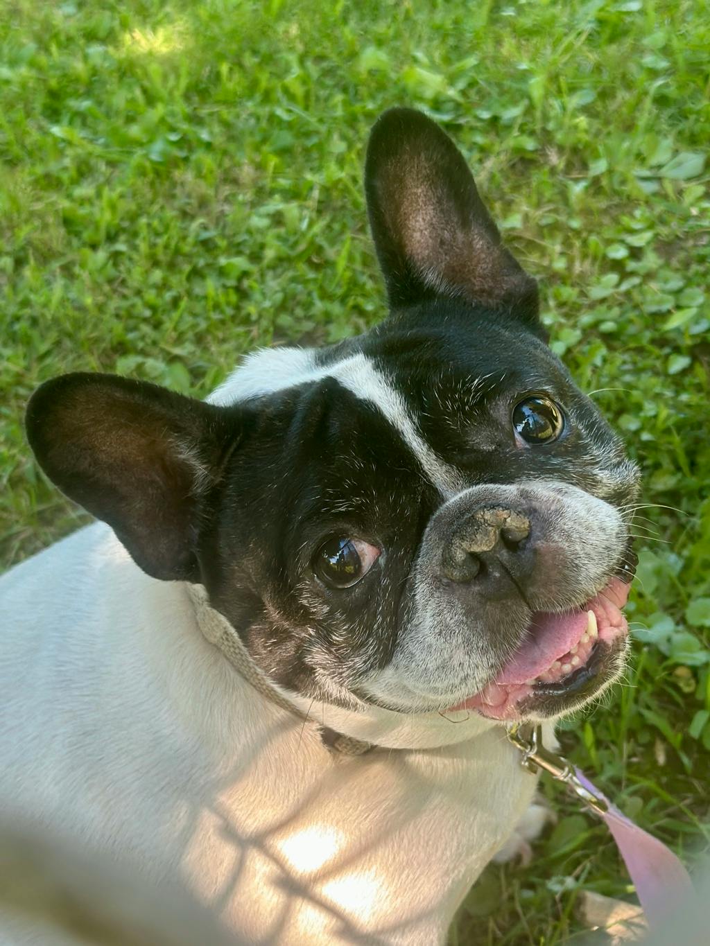 Oreo