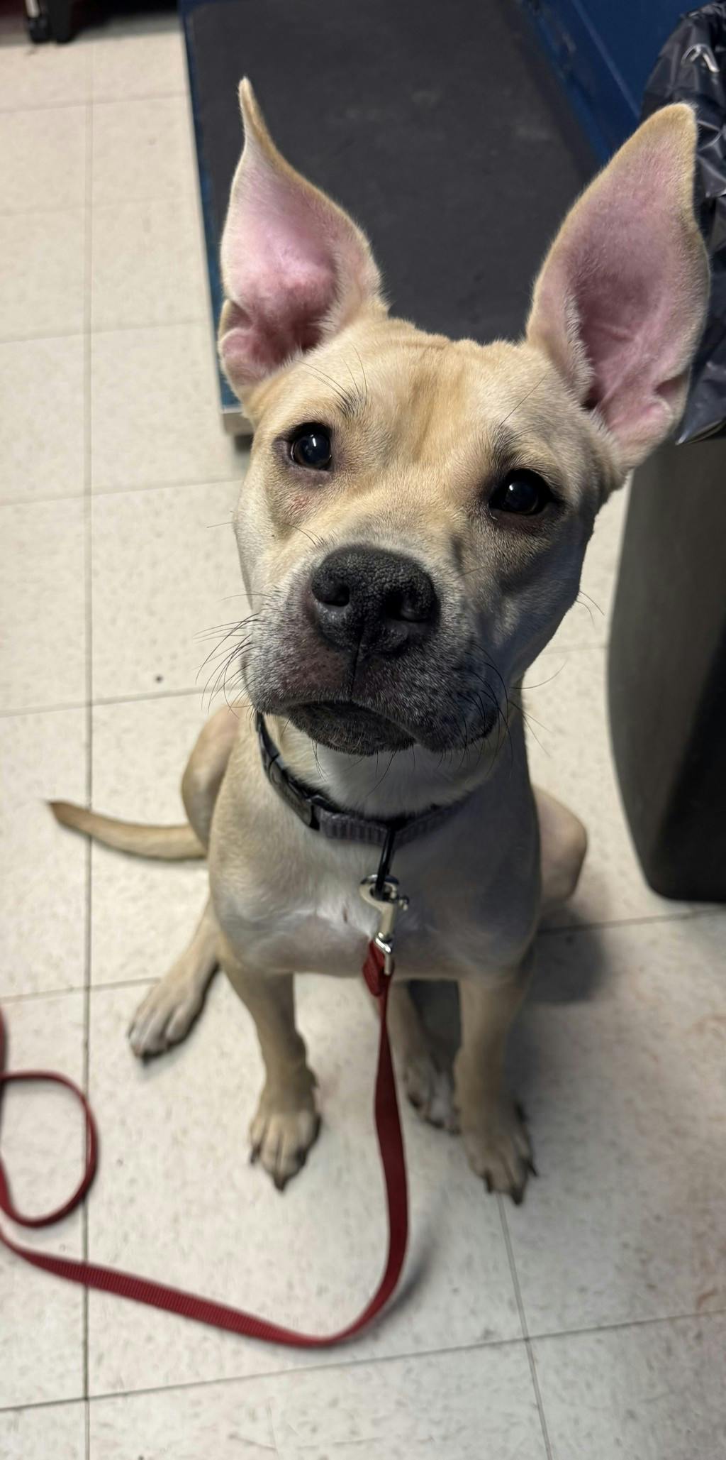 Saffron, a 1 year old Beige Female Labrador Dog